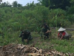Anggota Satgas TMMD 110/ Kodim 1201 Bantu Warga Panen Kacang Tanah