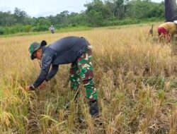 Satgas TMMD 110/ Kodim 1201 Membantu Warga Panen Padi