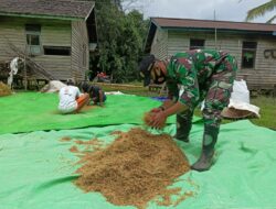 Anggota Satgas TMMD 110/ Kodim 1201 Sempatkan Bantu Warga Jemur Padi