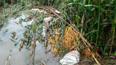 Pemkab Pessel; Tidak Ada Pengganti Tanaman Pertanian Warga Terdampak Banjir