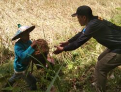 Terjun Kesawah Satgas TMMD 110 Kodim 1201 Bantu Warga Panen Hasil Padi