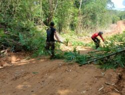 Akibat Hujan Deras, Anggota Satgas TMMD Kodim 1201 Bersihkan Bambu Yang Tumbang