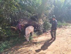 Satgas TMMD 110/Kodim 1201 Tetap Semangat Wujudkan Mimpi Masyarakat Desa Tolok