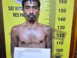 Tanam 23 Batang Ganja di Polybag, Polisi Amankan Seorang Pria di Pasbar