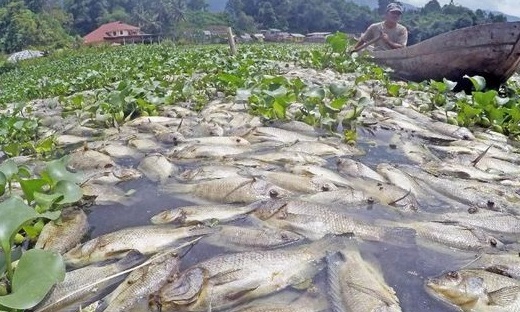 Cuaca Buruk, 350 Ton Ikan KJA di Danau Maninjau Mati