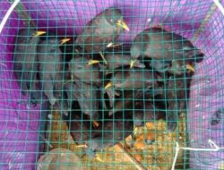 BKSDA Resor Agam Lepasliarkan 32 Ekor Burung Jalak Kerbau