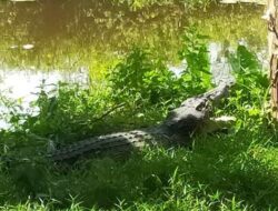 Bikin Geger, Buaya Besar Muncul di Pinggiran Sungai Tiku Agam