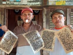 Di Sirukam Kabupaten Solok, Ribuan Lalat Sasar Permukiman Warga