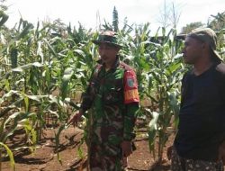 Komsos Kodim 1712 Dalam Giat TMMD 111 Berikan Manfaat Bagi Masyarakat