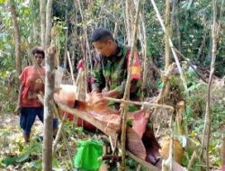 Sagu Jadi Makanan Pokok Warga Kampung Dorba