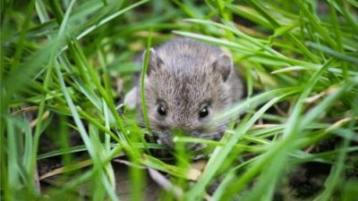 Distanhortbun Pessel Minta Petani Melapor Bila Terjadi Serangan Hama