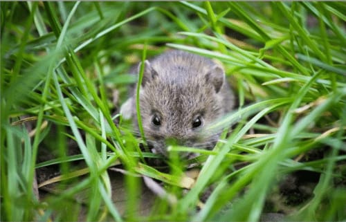 Serangan hama pertanian,