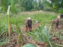Warga Kampung Dorba Bersihkan dan Babati Rumput Area Bangunan Gereja TMMD