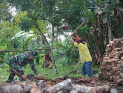 Anggota Satgas TMMD Ke – 111 Kodim 1202/Skw Bantu Warga Mencari Dan Angkat Kayu Bakar.