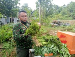 Panen Sayur Kangkung, Kebersamaan Satgas TMMD Ke 111 Kodim 1202/Skw Dan Warga Perbatasan.