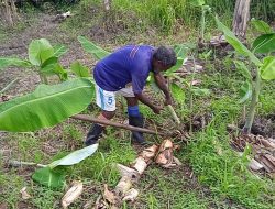 Babinsa Bantu Warga Tanam Pohon Pisang dan Talas di Lokasi TMMD