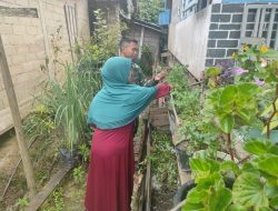 Jalin Keakraban Anggota Satgas TMMD Ke-111 Kodim 1202/Skw Bantu Orang Tua Asuh Petik Sayuran