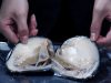 Tiga Teluk Berpotensi Untuk Pengembangan Kerang Mutiara di Pessel