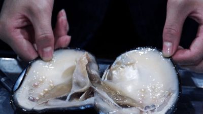Tiga Teluk Berpotensi Untuk Pengembangan Kerang Mutiara di Pessel