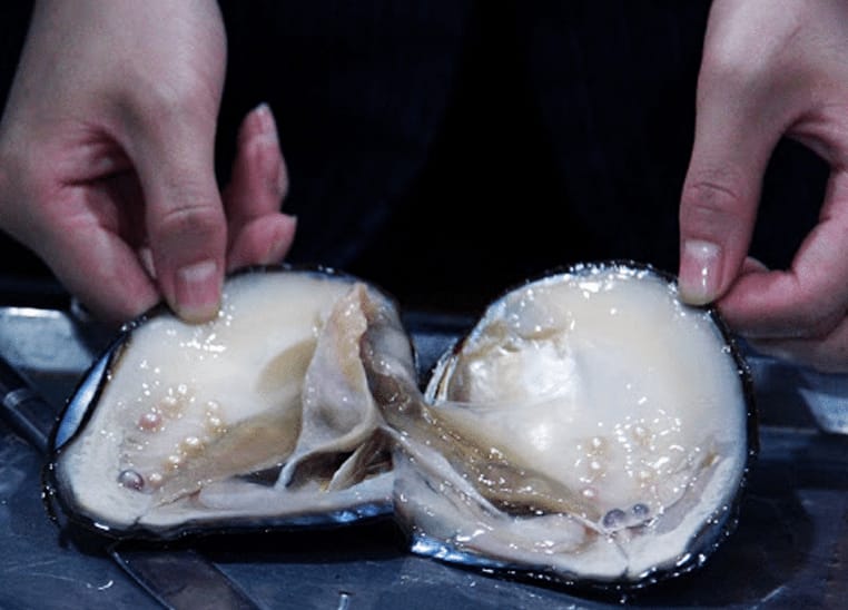 Tiga Teluk Berpotensi Untuk Pengembangan Kerang Mutiara di Pessel