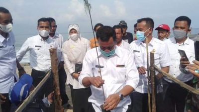 Cegah Abrasi Pemkab Pessel Lakukan Penanaman Cemara Laut