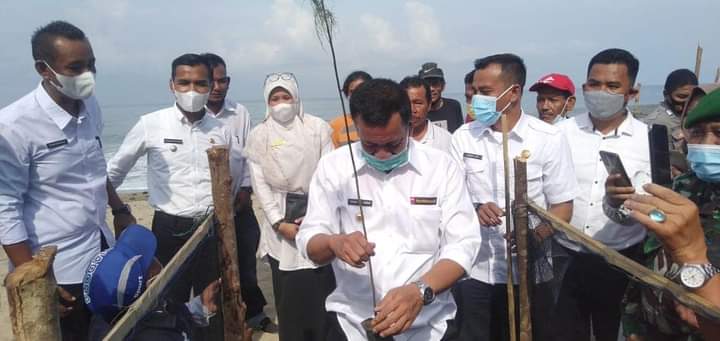 Cegah Abrasi Pemkab Pessel Lakukan Penanaman Cemara Laut