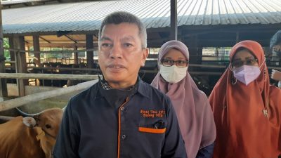 Dinas Pertanian Temukan Cacing di 10 Ekor Sapi Kurban di Padang