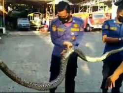 Seekor Ular Piton Dievakuasi dari Kediaman Warga di Kecamatan Koto Tangah