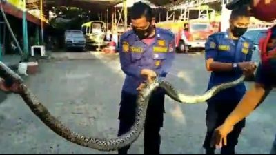 Seekor Ular Piton Dievakuasi dari Kediaman Warga di Kecamatan Koto Tangah