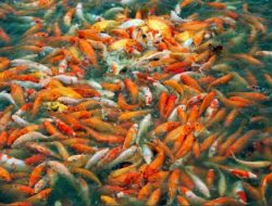 Tujuh Pemuda Mantan Pecandu Narkoba Diberikan Pelatihan Ternak Ikan