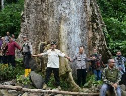 Pohon Besar di Koto Malintang, Potensi Jadi Objek Wisata Alam Baru