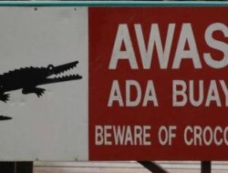 Buaya Muara Muncul di Kawasan SD 01 Bungus Selatan, BKSDA Pasang Papan Peringatan