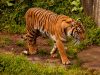 Harimau Sumatera Hadang Ekskavator Pekerja Pembukaan Lahan di Pasbar
