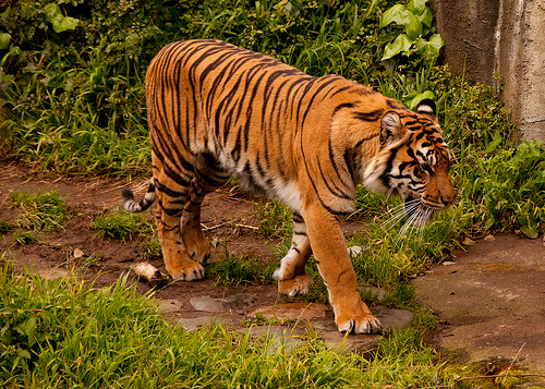 Harimau Sumatera Hadang Ekskavator Pekerja Pembukaan Lahan di Pasbar