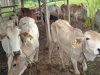 Kelompok Tani Kabupaten Solok Menolak Bantuan Sapi Dari Pemrov Sumbar