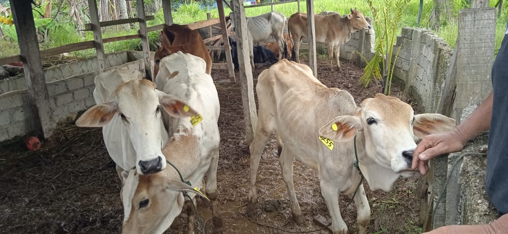 Kelompok Tani Kabupaten Solok Menolak Bantuan Sapi Dari Pemrov Sumbar