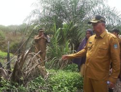 Bupati Pasbar Tinjau Lahan Sengketa Masyarakat Manggonang dengan PT. Anam Koto