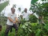 Terancam Gagal Panen, DTPHP Pasbar Lakukan Penyuluhan Massal Basmi Kutu Putih pada Alpukat