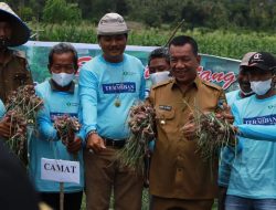 Capai Pasar Domestik, Pemkab Pessel Dorong Petani Bawang Merah Tanam Bibit Skala Banyak
