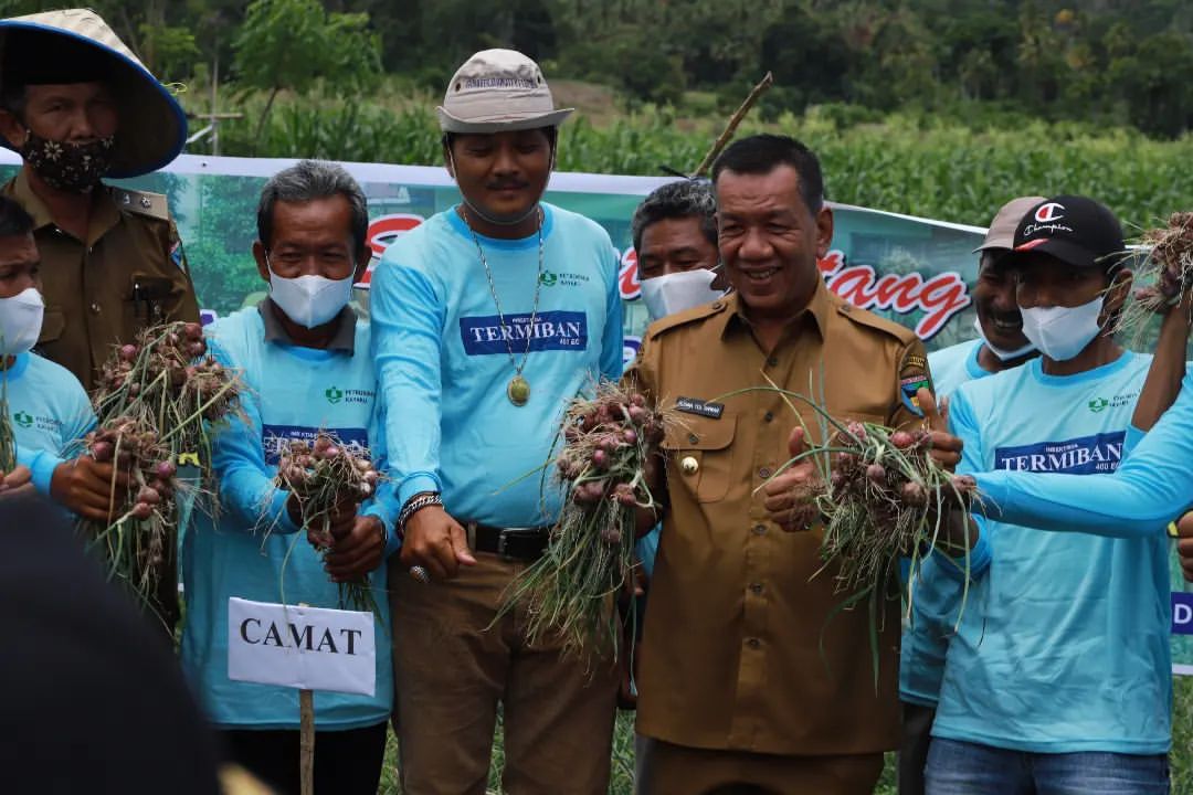 Capai Pasar Domestik, Pemkab Pessel Dorong Petani Bawang Merah Di Ranah Pesisir Tanam Bibit Skala Banyak