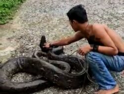 Warga Solok Temukan Ular Phyton Sepanjang 5 meter di Tebing Rumah Warga