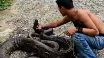Warga Solok Temukan Ular Phyton Sepanjang 5 meter di Tebing Rumah Warga