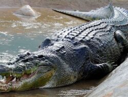 Musim Kawin Buaya, Bahaya Mengancam Beberapa Sungai di Sumbar