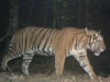 Harimau Kembali Resahkan Warga di Kabupaten Solok