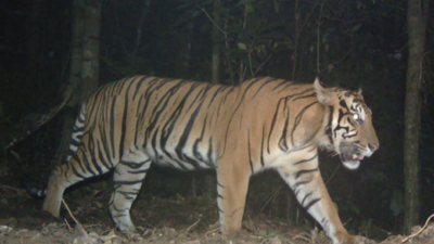 Harimau Kembali Resahkan Warga di Kabupaten Solok