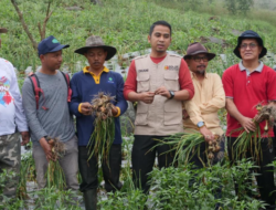 Wawako Solok Hadiri Panen Perdana Bawang Bombay di Batu Patah Payo