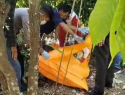 Warga Simpang Rumbio Heboh Atas Penemuan Mayat Tergantung di Pohon Coklat
