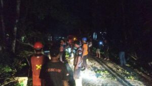 Hujan Badai di Padang Pariaman Timbulkan Pohon Tumbang