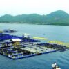 potensial-di-sumbar,-gubernur-minta-dkp-seriusi-pengembangan-budidaya-lobster
