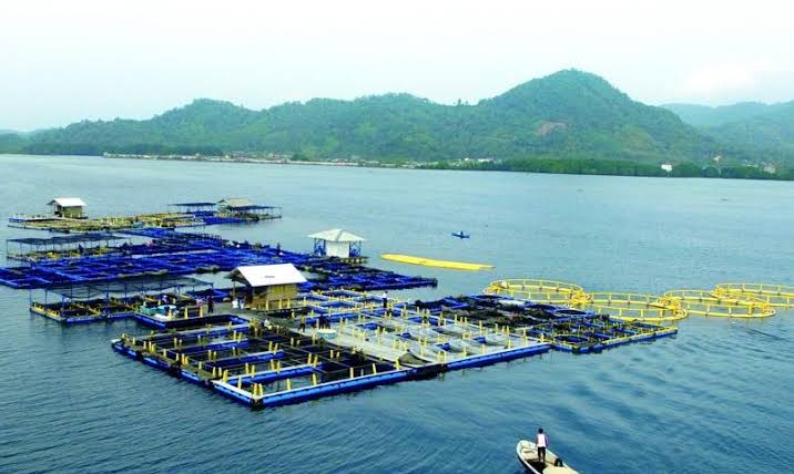 potensial-di-sumbar,-gubernur-minta-dkp-seriusi-pengembangan-budidaya-lobster